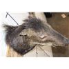 Image 6 : WHITE-LIPPED PECCARY Shoulder Mount
