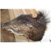 Image 7 : WHITE-LIPPED PECCARY Shoulder Mount