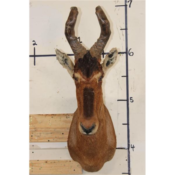 RED HARTEBEEST Shoulder Mount