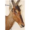 Image 7 : RED HARTEBEEST Shoulder Mount