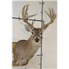 Image 1 : 12-Point WHITETAIL DEER Shoulder Mount