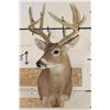 Image 2 : 12-Point WHITETAIL DEER Shoulder Mount