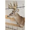 Image 3 : 12-Point WHITETAIL DEER Shoulder Mount