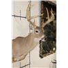 Image 4 : 12-Point WHITETAIL DEER Shoulder Mount