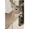 Image 5 : 12-Point WHITETAIL DEER Shoulder Mount