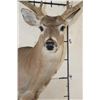 Image 6 : 12-Point WHITETAIL DEER Shoulder Mount