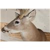 Image 7 : 12-Point WHITETAIL DEER Shoulder Mount