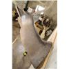 Image 8 : 12-Point WHITETAIL DEER Shoulder Mount