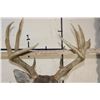Image 9 : 12-Point WHITETAIL DEER Shoulder Mount