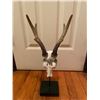Image 2 : Reproduction ROE DEER Skull and Antlers on a Display Stand