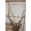 Image 10 : RUSA DEER Shoulder Mount