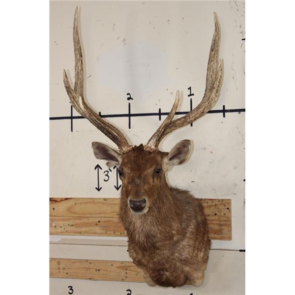 RUSA DEER Shoulder Mount