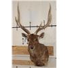 Image 1 : RUSA DEER Shoulder Mount