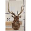 Image 2 : RUSA DEER Shoulder Mount
