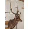 Image 3 : RUSA DEER Shoulder Mount