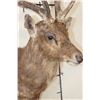 Image 5 : RUSA DEER Shoulder Mount