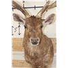 Image 6 : RUSA DEER Shoulder Mount