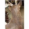 Image 9 : RUSA DEER Shoulder Mount