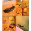 Image 2 : (10) Pieces of Authentic Myanmar AMBER Fossil Insect Specimens, Weight: 10.17 grams (ONE$)