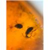 Image 3 : (10) Pieces of Authentic Myanmar AMBER Fossil Insect Specimens, Weight: 10.17 grams (ONE$)