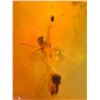 Image 4 : (10) Pieces of Authentic Myanmar AMBER Fossil Insect Specimens, Weight: 10.17 grams (ONE$)