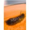 Image 7 : (10) Pieces of Authentic Myanmar AMBER Fossil Insect Specimens, Weight: 10.17 grams (ONE$)