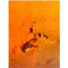 Image 8 : (10) Pieces of Authentic Myanmar AMBER Fossil Insect Specimens, Weight: 10.17 grams (ONE$)