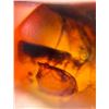 Image 9 : (10) Pieces of Authentic Myanmar AMBER Fossil Insect Specimens, Weight: 10.17 grams (ONE$)