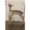 Image 1 : Life-sized GUNTHER'S DIK DIK on a Simulated Rock Base