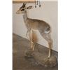 Image 4 : Life-sized GUNTHER'S DIK DIK on a Simulated Rock Base
