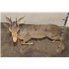 Image 7 : Life-sized GUNTHER'S DIK DIK on a Simulated Rock Base