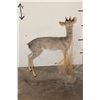 Image 8 : Life-sized GUNTHER'S DIK DIK on a Simulated Rock Base