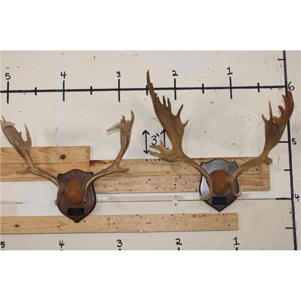 (2) FALLOW DEER Racks on Wooden Plaques (ONE$)