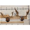 Image 1 : (2) FALLOW DEER Racks on Wooden Plaques (ONE$)