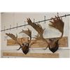 Image 2 : (2) FALLOW DEER Racks on Wooden Plaques (ONE$)