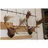Image 3 : (2) FALLOW DEER Racks on Wooden Plaques (ONE$)