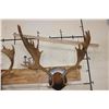 Image 5 : (2) FALLOW DEER Racks on Wooden Plaques (ONE$)