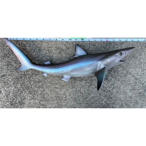 *New* Reproduction SAND SHARK Fish Mount