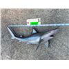 Image 2 : *New* Reproduction SAND SHARK Fish Mount