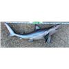 Image 3 : *New* Reproduction SAND SHARK Fish Mount