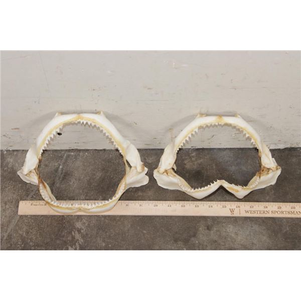 (2) SHARK Jaws (ONE$)