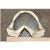 Image 4 : (2) SHARK Jaws (ONE$)