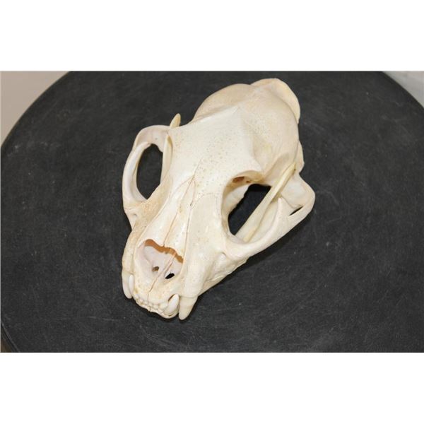 MOUNTAIN LION or COUGAR Skull with All its Teeth