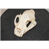 Image 1 : MOUNTAIN LION or COUGAR Skull with All its Teeth