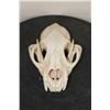 Image 2 : MOUNTAIN LION or COUGAR Skull with All its Teeth