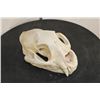 Image 3 : MOUNTAIN LION or COUGAR Skull with All its Teeth