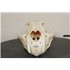 Image 4 : MOUNTAIN LION or COUGAR Skull with All its Teeth