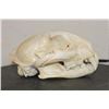 Image 5 : MOUNTAIN LION or COUGAR Skull with All its Teeth