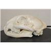 Image 6 : MOUNTAIN LION or COUGAR Skull with All its Teeth