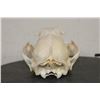 Image 7 : MOUNTAIN LION or COUGAR Skull with All its Teeth